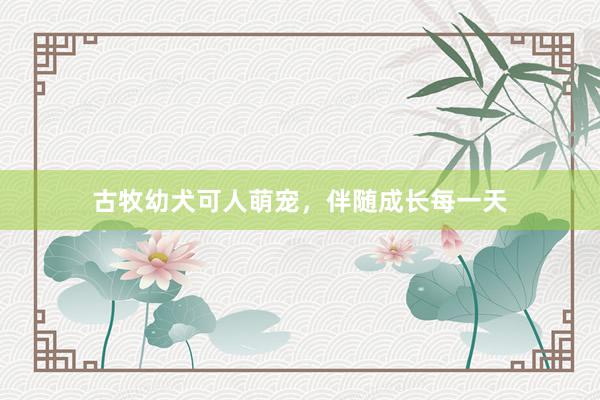 古牧幼犬可人萌宠，伴随成长每一天